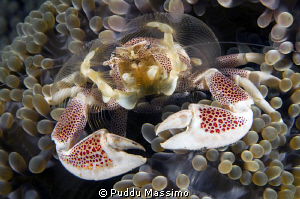 feeding time for crab,nikon d2x 60mm macro by Puddu Massimo 